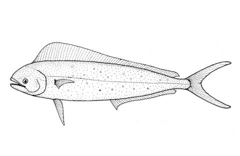 Coryphaena Hippurus (Dolfinfish) Coloring Page